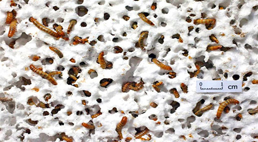 Discovering Plastic-Eating Worms Offers Chance to Get Rid Of Growing World Garbage