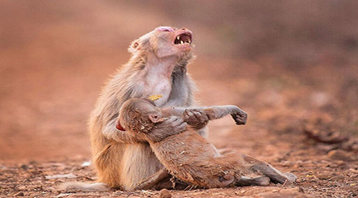 Monkey Mourns Dead Infant in Moving Photograph