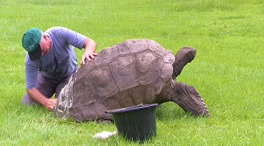Malaysia Intercepts Exotic Turtle Worth Nearly $300K