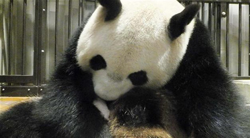 Baby Giant Panda Born in Tokyo Zoo, Survival Uncertain