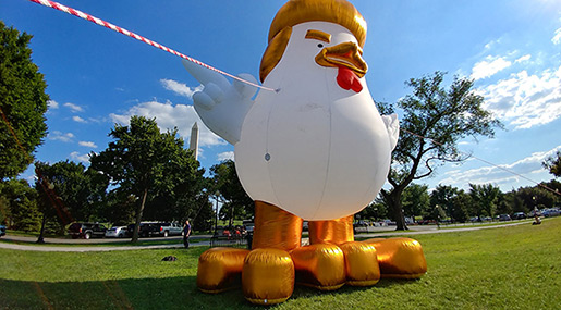 Giant, Inflatable Trump Chicken Roosts Behind White House!