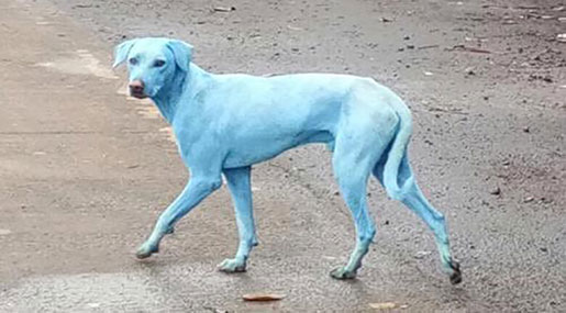 Mumbai’s Blue Dogs: Industrial Waste Blamed