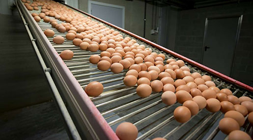 Italy: Police Seize Eggs, Chickens in Insecticide Scandal