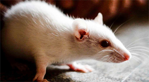 Scientists Cure Blindness in Mice, Procedure Could Work on Humans
