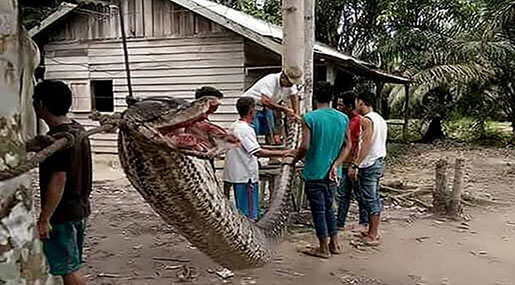 Giant Python Attacks Indonesian Man Before Being Eaten!
