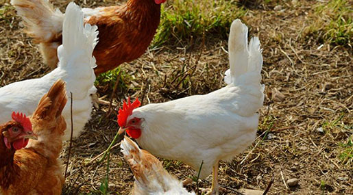 Japan Scientists Grow Drugs in Chicken Eggs!