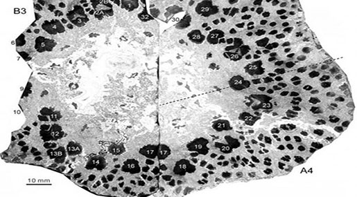 Scientists Baffled over China’s Prehistoric Tree Mystery