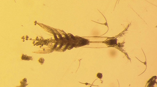Eight-Legged, One-Eyed Creature Discovered in the Arctic