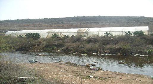 ‘Israeli’ Settlers Flood Dozens of Palestinian Olive Trees with Sewage Water