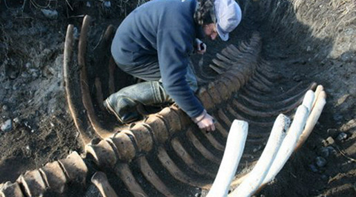 Giant Skeleton Washes Ashore in Russia’s Far East