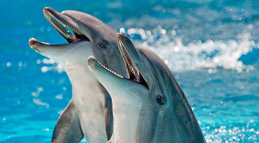Scientists Use Artificial Intelligence to Eavesdrop On Dolphins
