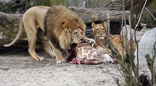 Danish Zoos Accept Pets as Predator Feed