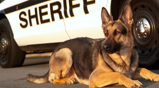 Man Bites Police Dog While Resisting Arrest in New Hampshire