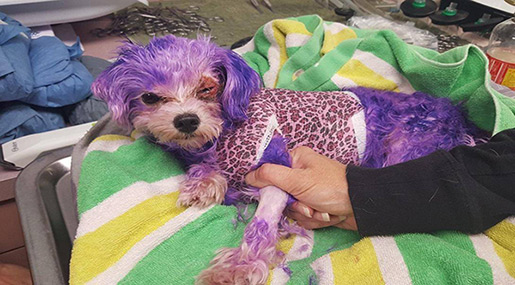 Dog Almost Dies of Severe Allergic Reaction after Owner Dyed It Purple