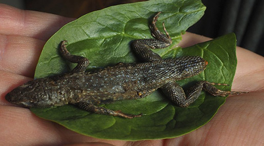 Woman Preparing Salad Sticks Fork into 3-Inch Lizard