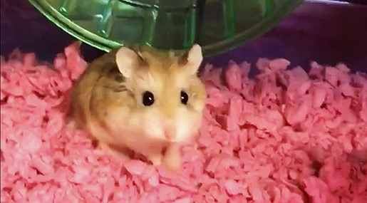 Woman Says Airline Forced Her to Flush Hamster