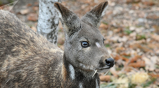 Rare Deer Spotted in the Russian Far East