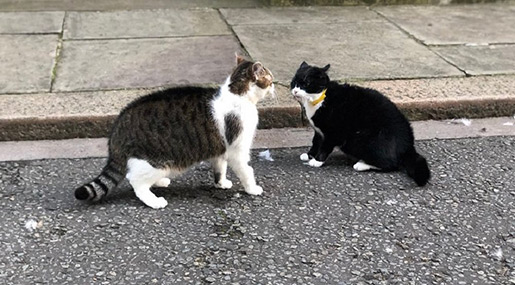 Twitter Awed as Cats of May and Johnson Meet in Furry Battle
