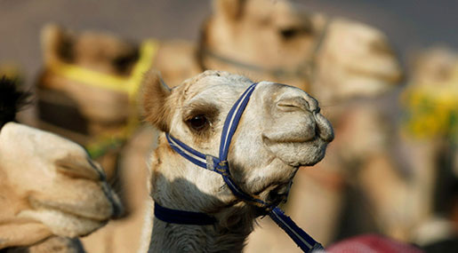 Camel-Based Baby Formula to Hit Shelves In Dubai
