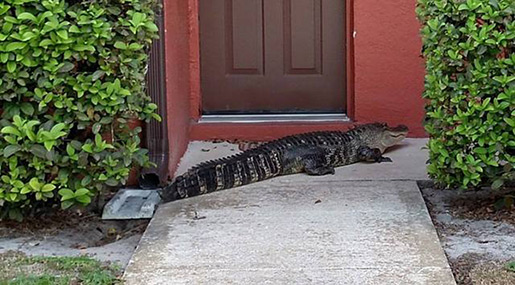 Intruding 9-Foot Alligator Lurks Outside Florida Apartment