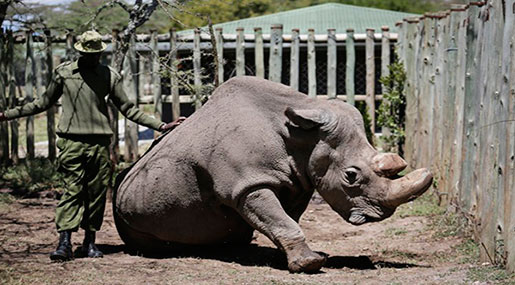 Scientists Hope To Save Northern White Rhino from Extinction