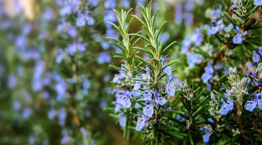 Genetic Tweak Makes Plants Use 25% less Water
