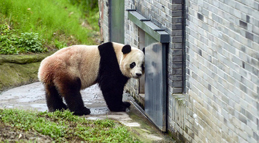 China to Build Massive $1.5 Bln Panda Conservation Area