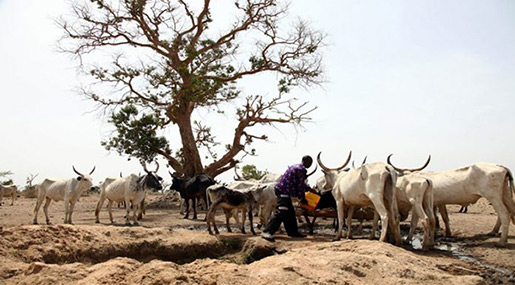Nigeria: 25 Killed in Fresh Clashes in Plateau State