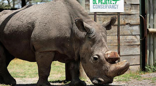Last Male Northern White Rhino ’Sudan’ Dies in Kenya