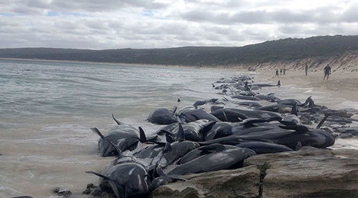 Over 150 Whales Have Beached Themselves off Western Australia Short