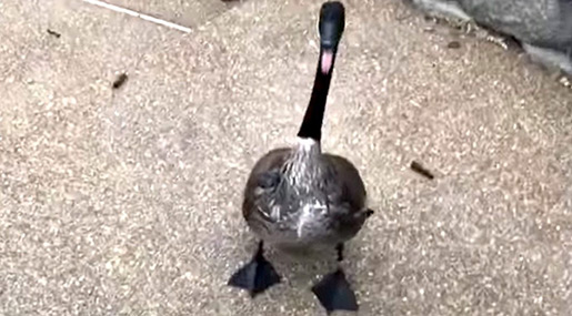 You Should Never Taunt a Goose!
