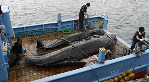 Japanese Whalers Murder 333 Whales, Return With Their Bodies from Antarctic