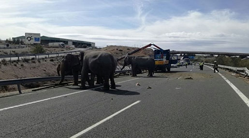 Spain: Circus Truck Tips Over, Kills Elephant, Injures 4 Others