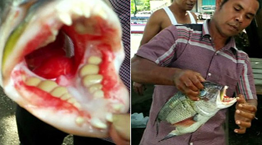 Monster Fish with Human Teeth Found in Indonesia