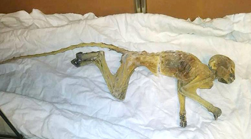 Mummified Monkey Found During Mall Renovation in Minneapolis