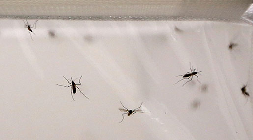 Experts Fear Malaria’s Resurgence