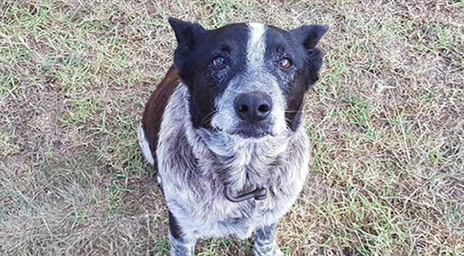 Deaf, Partially Blind Dog Helps Rescue Girl Lost In the Woods