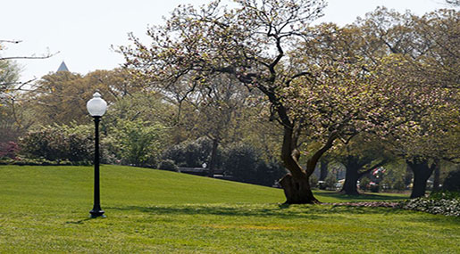 White House Tree: Macron’s Sapling Disappears