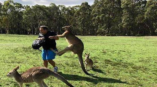 Carrot-Addicted Kangaroos Attacking Tourists in Australia