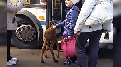 Baby Moose Takes Bus Ride in Russian Village
