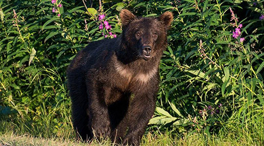 Black Bear Attacks 5Yo Colorado Girl in Her Backyard