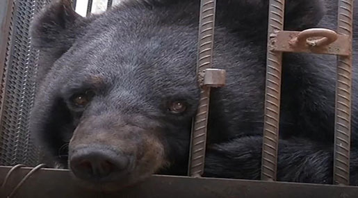 Chinese Family Shocked as Pet ’Puppy’ Turns Out to Be a Bear!