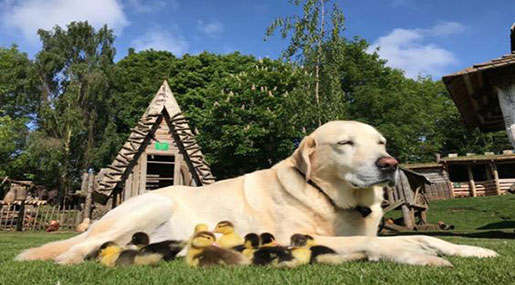 Dog Raises 9 Orphaned Ducklings ‘After Fox Killed Mother Duck’