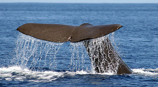 Whale Dies in Thailand after Swallowing 80 Plastic Bags