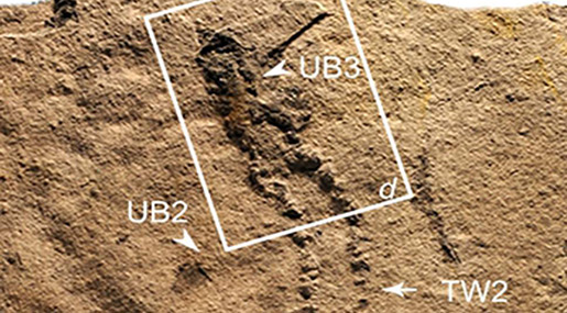 Scientists Discover «Oldest Footprints on Earth»