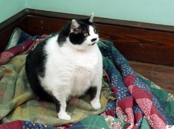Sprinkles the 33-pound cat