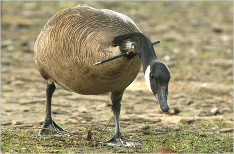 Goose with arrow in neck