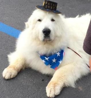 Duke the dog mayor