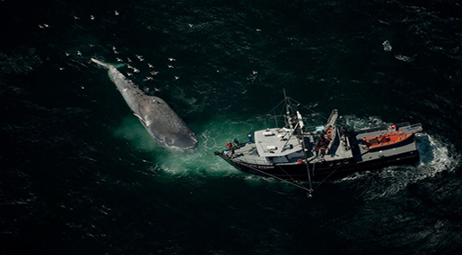 When Ships Pass, Whales Eat Less - Study When Ships Pass, Whales Eat Less - Study