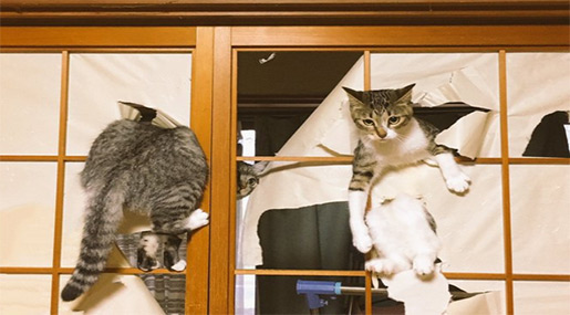 Cats